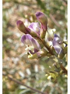 Astragalus arizonicus (Arizona milkvetch)