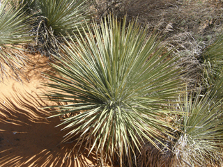 Yucca angustissima var. kanabensis (Kanab yucca)