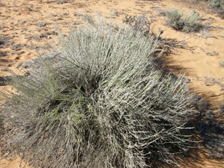 Ericameria nauseosa var. arenaria (Rubber rabbitbrush)