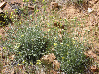 Cryptantha confertiflora (Basin yellow cryptantha)