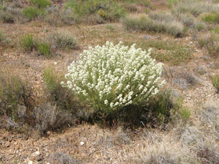 Lepidium fremontii (Desert pepperweed)