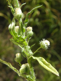 Laennecia schiedeana (Pineland horseweed)
