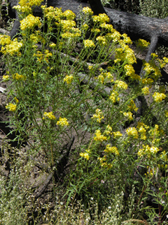 Senecio eremophilus (Desert ragwort)