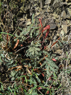 Calliandra humilis (Dwarf stickpea)