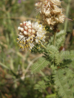 Dalea albiflora (Whiteflower prairie clover)