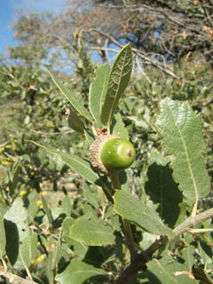 Quercus arizonica (Arizona white oak)
