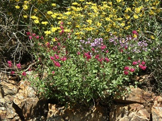 Salvia lemmonii (Lemmon's sage)