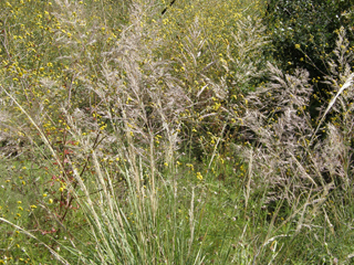 Muhlenbergia emersleyi (Bullgrass)