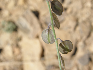 Polygala obscura (Velvetseed milkwort)