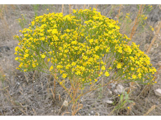 Amphiachyris dracunculoides (Prairie broomweed)