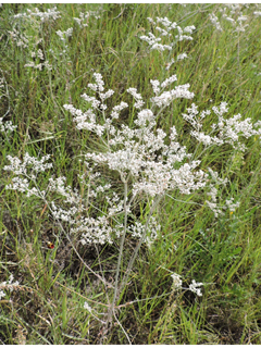 Eriogonum annuum (Annual buckwheat)