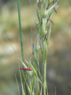 Pseudoroegneria spicata ssp. spicata (Bluebunch wheatgrass)