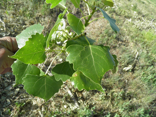 Populus deltoides ssp. wislizeni (Rio grande cottonwood)