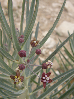 Asclepias brachystephana (Bract milkweed)