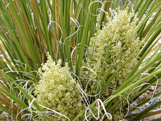 Nolina erumpens (Foothill beargrass)