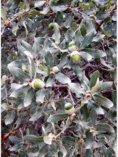 Quercus mohriana (Mohr oak)