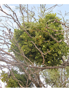 Phoradendron macrophyllum ssp. macrophyllum (Colorado desert mistletoe)