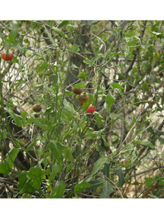 Solanum triquetrum (Texas nightshade)