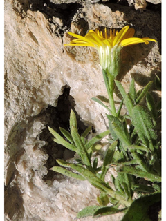 Heterotheca viscida (Cliff false goldenaster)