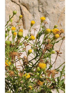 Perityle angustifolia (Narrow-leaved rockdaisy)