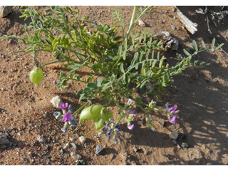 Astragalus wootonii (Halfmoon milkvetch)