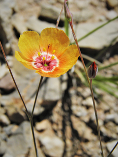 Linum vernale (Chihuahuan flax)