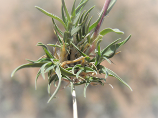 Hilaria belangeri (Curly mesquite grass)