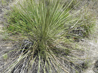 Yucca campestris (Plains yucca)