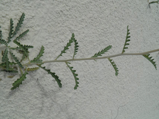 Mentzelia humilis (Gypsum blazingstar)