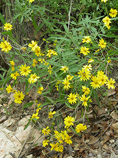 Heliomeris multiflora (Showy goldeneye)