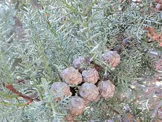 Hesperocyparis arizonica  (Arizona cypress)