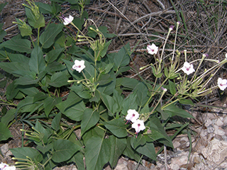 Mirabilis longiflora (Sweet four o'clock)