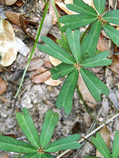 Oxalis decaphylla (Tenleaf woodsorrel)
