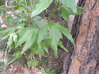 Platanus wrightii (Arizona sycamore)