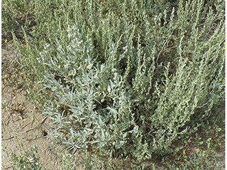 Atriplex acanthocarpa (Tubercled saltbush)