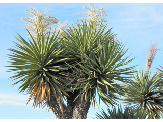 Yucca faxoniana (Faxon yucca)