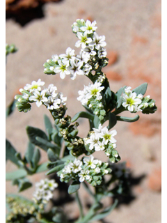 Heliotropium curassavicum (Salt heliotrope)