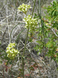 Asclepias engelmanniana (Engelmann's milkweed)