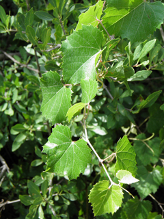 Vitis arizonica (Canyon grape)
