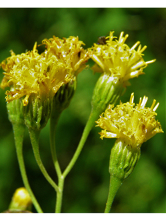 Pericome caudata (Mountain tail-leaf)