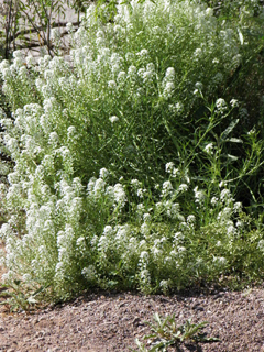 Lepidium alyssoides (Mesa pepperwort)