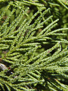 Juniperus monosperma (Oneseed juniper)