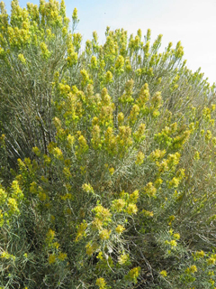 Ericameria nauseosa ssp. nauseosa var. nauseosa (Rubber rabbitbrush)