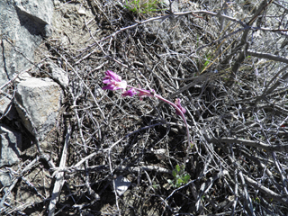 Streptanthus carinatus ssp. carinatus (Lyreleaf jewelflower)