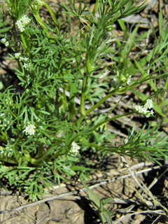 Spermolepis lateriflora (Western bristly scaleseed)