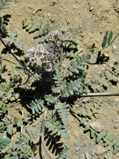 Phacelia arizonica (Arizona phacelia)