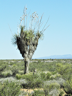 Yucca elata (Soaptree yucca)