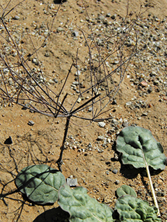 Eriogonum trichopes (Little desert trumpet)
