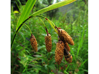 Carex mertensii (Mertens' sedge)