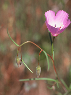 Clarkia gracilis (Slender clarkia)